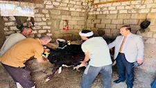 تحصين 250 ألف رأس ماشية بالدقهلية ضد الحمى القلاعية والوادي المتصدع