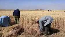  الفيوم تواصل حصد القمح.. توريد أكثر من 263 ألف طن حتى الآن  