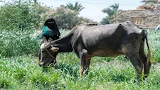 محافظ السويس يوجه بإطلاق قافلة بيطرية مجانية بعيون موسى غدًا الأربعاء