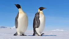 7 صور لأكثر الكائنات جاذبية وجمالا في العالم