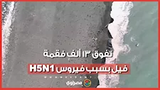 جثث تغطي الشواطئ: إنفلونزا الطيور تقتل 13 ألف فقمة فيل وتهدد مستعمرات المحيط الهندي