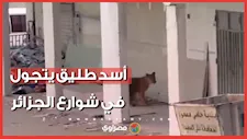 أسد طليق يتجول بين الأحياء السكنية في الجزائر