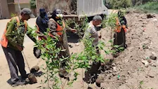 الجيزة تطلق مبادرة "ازرع شجرة" بأبو النمرس للتوسع في المساحات الخضراء