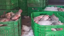 حقيقة بكتيريا قاتلة في سمك البلطي بدمياط.. كيف تحولت دراسة إلى شائعة أرعبت المواطنين؟
