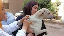محافظ الجيزة: خطة متكاملة للحد من مخاطر الكلاب الضالة وتطعيم وتعقيم 9 آلاف