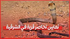بعد تكرار الوفيات.. مطالب بحملات عاجلة لمواجهة الثعابين في الشرقية