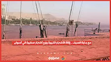 مع بداية الصيف.. إزالة الأشجار الكبيرة وزرع أشجار صغيرة في أسوان..