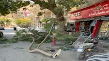 نجاة ركاب ومارة من الموت.. سقوط أجزاء من شجرة عملاقة في المنيا