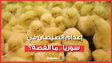 بسبب غلاء الأعلاف.. فيديو إعدام الصيصان في سوريا يثير الجدل.. ما القصة؟
