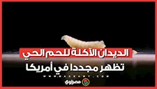 تهدد الثروة الحيوانية.. الديدان الآكلة للحم الحي تظهر مجددا في أمريكا