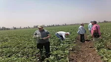 الزراعة تتابع حقول القطن بالدقهلية.. ونسب الإنبات تصل إلى 95%