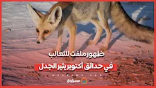 ظهور ملفت للثعالب في حدائق أكتوبر يثير الجدل