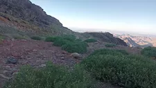 19 نوعاً لا تنمو إلا هنا.. السيول تُعيد إحياء "النباتات النادرة" في جبال سانت كاترين -صور 