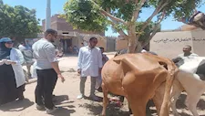  جامعة أسوان تنظم قافلة بيطرية لعلاج 633 حيواناً وطائراً بالكوبانية ونجع العرب -صور