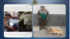 ضبط متهم بتعذيب كلب وتكبيله في البساتين بعد فيديو متداول