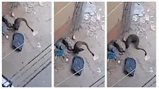 "رعب في أبشواي".. حيوان غريب يشبه النمس يثير ذعر الأهالي بالفيوم -فيديو وصور