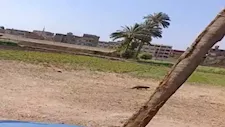 بعد ظهوره في شوارع الفيوم.. كيف يساهم النمس في مكافحة القوارض والثعابين؟