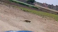 هل يُشكل ظهور النمس خطرًا؟.. محافظة الفيوم تجيب في بيان رسمي