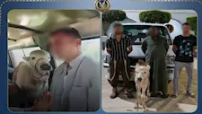 شاب يصطحب جاموسة صغيرة داخل ميكروباص.. وتحرك عاجل من الداخلية | فيديو 