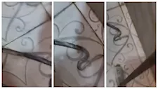 رعب في مسطرد.. ثعبان يقتحم منزلًا عبر دورة المياه بالقليوبية (فيديو وصور)