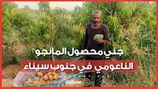 "أم خد جميل طابت".. جني محصول المانجو الناعومي  في جنوب سيناء