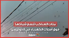 مشهد مرعب.. مئات العناكب تنسج شباكها فوق أسلاك الكهرباء في إندونيسيا