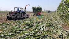فاتورة الأسمدة تلتهم الأرباح.. مزارعو المنيا يبدأون حصاد الذرة الشامية - فيديو وصور