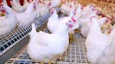 انخفاض أسعار الدواجن والبيض اليوم بالأسواق (موقع رسمي)