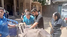علاج 2800 رأس ماشية ودواجن.. تفاصيل قافلة بيطرية بقرية المشايعة بأسيوط -صور