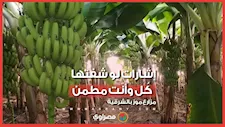 هل الحجم الكبير هرمونات؟.. مزارع موز بالشرقية: إشارات لو شفتها كُل وأنت مطمن