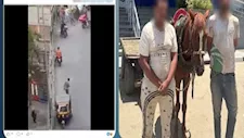 كشف ملابسات فيديو عربة كارو تسير عكس الاتجاه بالقاهرة وضبط المتهمين