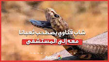 لدغه فأحضره في كيس.. شاب قناوي يصطحب ثعبانا معه إلى المستشفى