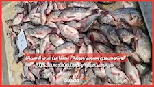 "لوت وجمبري وسوبيا وروزيه".. بحثنا عن أغرب الأسماك في الإسماعيلية وفوجئنا بهذه التشكيلة