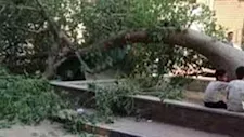 مصرع طفل إثر سقوط شجرة عليه في أشمون بالمنوفية