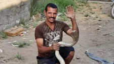 بـ"فردة شبشب".. مزارع يُسيطر على كوبرا سامة وينقذ أهالي قرية بالفيوم (صور)