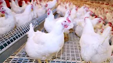 ارتفاع أسعار الدواجن وانخفاض البيض اليوم بالأسواق (موقع رسمي)