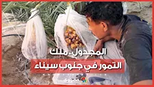 أغلى وأجود الأنواع.. بدء موسم جني البلح المجدول "ملك التمور" في جنوب سيناء