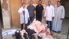 سوق الهجارسة..  ضبط أكثر من طن لحوم فاسدة ومذبوحة خارج المجازر بسوهاج