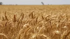 موسم القمح ينتهي برقم قياسي.. البحيرة تحقق زيادة 30.7% في التوريدات