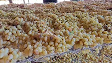 كيف يتحول العنب إلى زبيب؟.. "مصراوي" يكشف أسرار الرحلة من مزارع المنيا - فيديو وصور