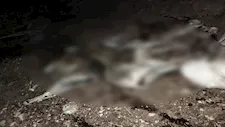 العثور على 9 حمير مذبوحة في سوهاج.. القبض على 3 متهمين متلبسين