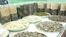 هل تناول قشور البذور يضر المعدة؟ طبيب يكشف المخاطر 
