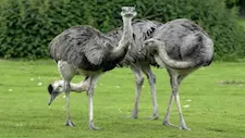 20 صورة لأضخم 9 طيور في العالم.. أحجام هائلة 