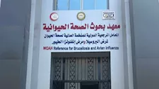 دراسة: القراد يرفع خطر إصابة الأبقار بمرض البابيزيا 21.6 مرة