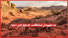 بعد ظهوره في ترعة بالأقصر.. هل الورل النيلي خطر؟