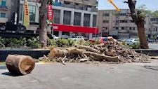 لا تُزال عشوائيًا.. رئيس حي العجوزة يكشف ضوابط قطع الأشجار