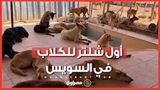 رحمة بالحيوان وأمان للمواطن.. شاهد أول شلتر لإيواء الكلاب في السويس