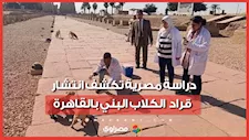 دراسة مصرية تكشف انتشار قراد الكلاب البني بالقاهرة.. الإصابة تصل إلى 47%