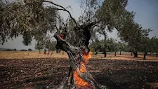 اليونان.. إخلاء مناطق واسعة واستنفار بسبب حرائق الغابات- صور