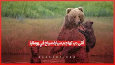 لحظة هجوم أنثى دب على سيارة سياح بعد الاقتراب من صغارها